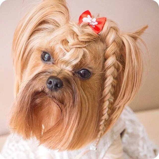 Прическа собаки для девочки 22 Of The Fiercest Dog Hairstyles On The Planet Dog grooming styles, Yorkshire t