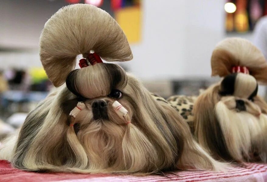 Прическа собаки для девочки Groomed Shih Tzu dogs wait for the start of a competition during the Asia-Pacifi