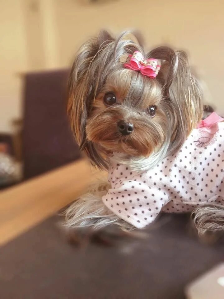 Прическа собаки для девочки pawpawfashion.com Yorkie haircuts, Yorkie, Yorkshire terrier puppies