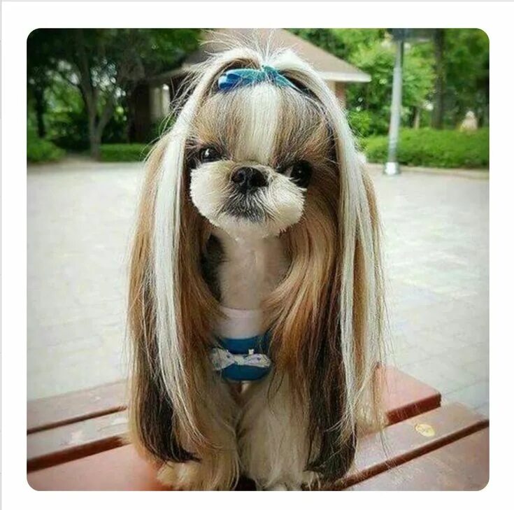 Прическа собаки для девочки Pin by Carol Valeri on Just too cute puppy love Dog grooming styles, Shih tzu, D