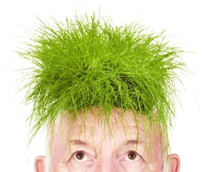 Прическа укроп мужская Pin by Elizabeth Kilroy on Grass Design Grass hair, Grass, Herbs