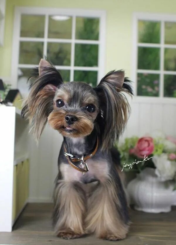 Прическа йорка фото 30 Dog Grooming Styles and Haircuts for Your Dog's New Look Yorkshire terrier gr