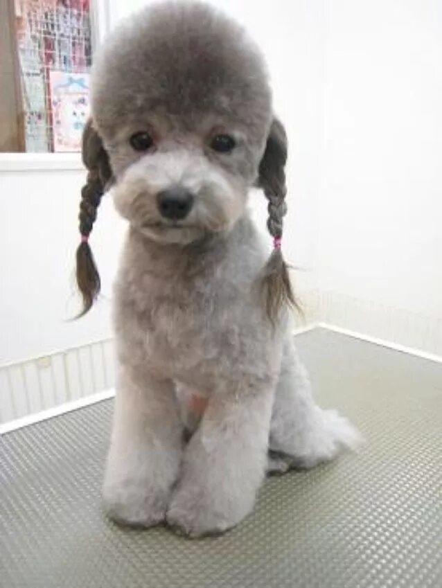 Прически для пуделя девочки GreeneGardens Poodles - Grooming Styles for Hybrids Toy poodle, Poodle grooming,