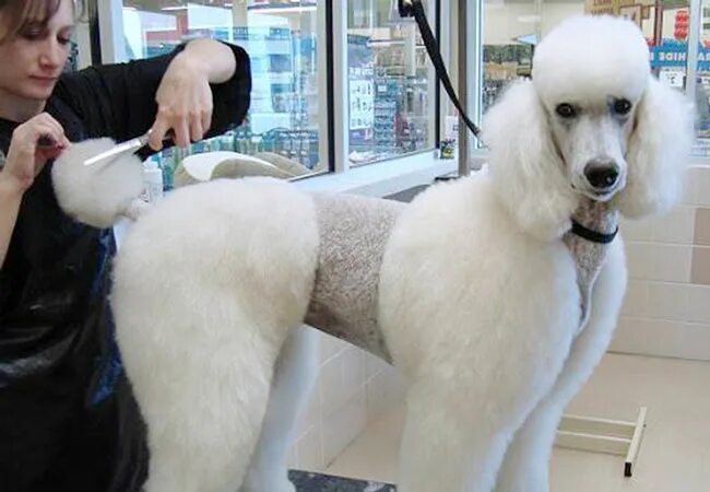 Pin on animals in 2024 Poodle grooming, Poodle hair, Dog grooming