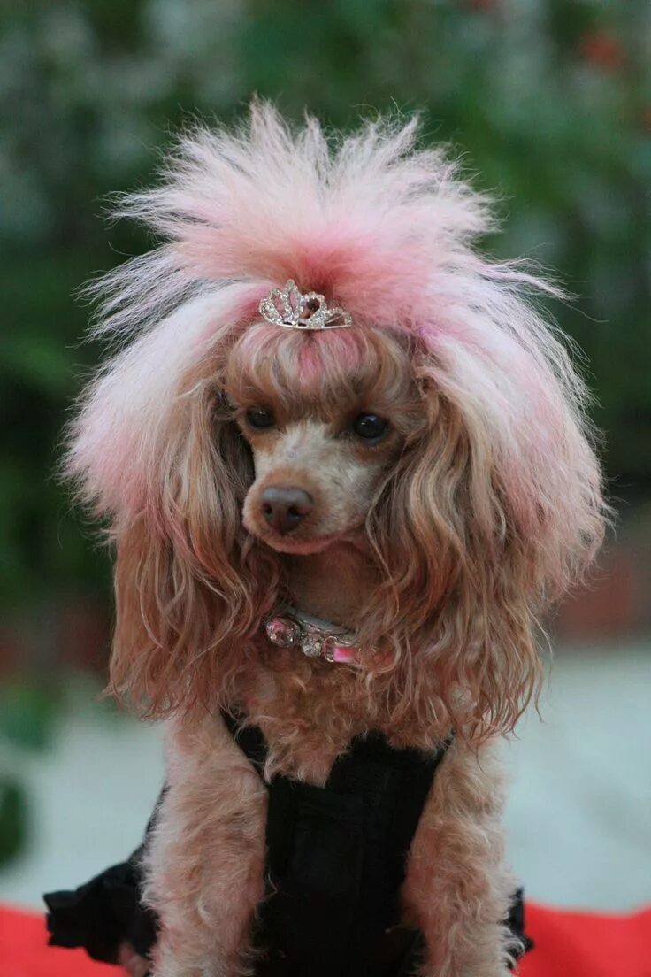 Прически для пуделя девочки 15 Poodles With Better Hairstyles Than You Poodle haircut, Cute dogs, Poodle