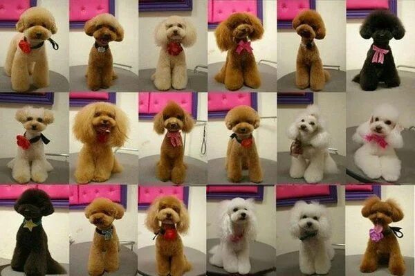 Прически для пуделя девочки Some cute poodle styles Yelp Dog grooming, Poodle grooming, Dog grooming diy