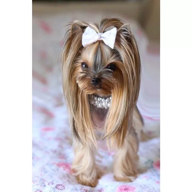 Прически для йорков девочек Instagram post by isilina * Aug 16, 2014 at 12:01pm UTC Yorkshire terrier puppie
