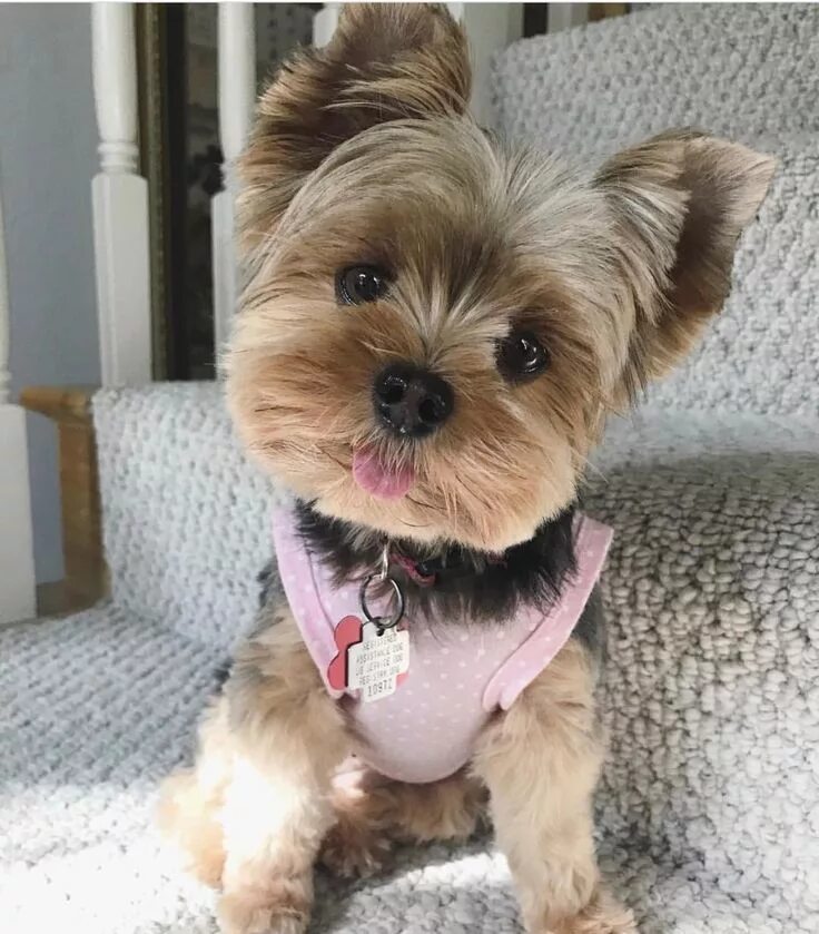 Прически для йорков девочек Pin on Perros yorkie Yorkie puppy, Yorkie puppy haircuts, Yorkie haircuts