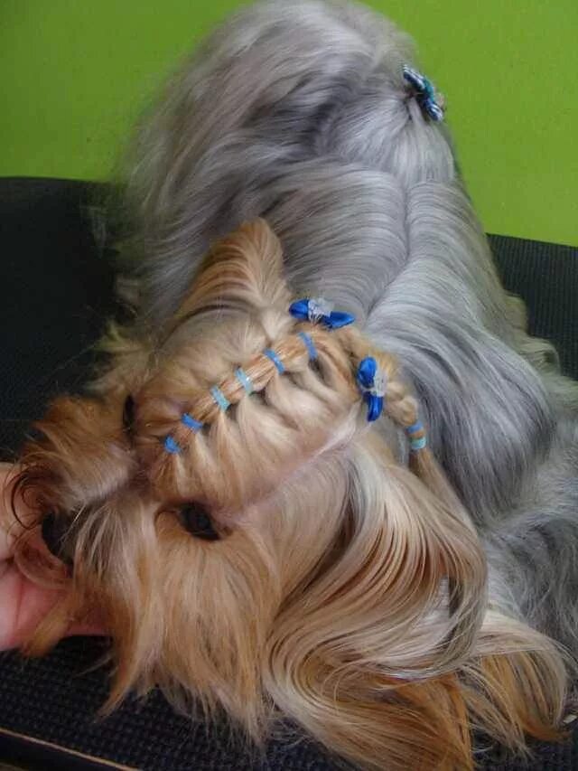 Прически для йорков девочек на голове Imgur Post - Imgur Dog grooming styles, Yorkie hairstyles, Dog grooming tips