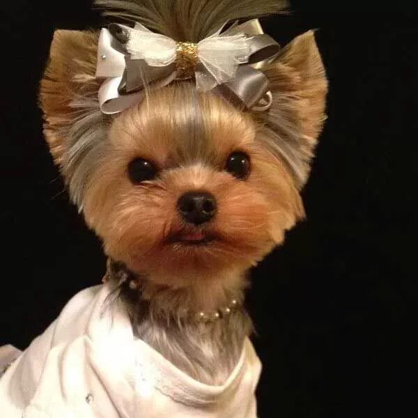 Прически для йорков девочек на голове Short haircut for Yorkie girl Yorkie haircuts, Yorkshire terrier puppies, Yorksh