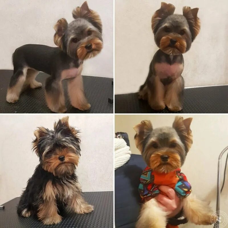 24 Best Yorkie Hairstyles for Males (Yorkshire Terrier Haircuts) - Page 3 - The 