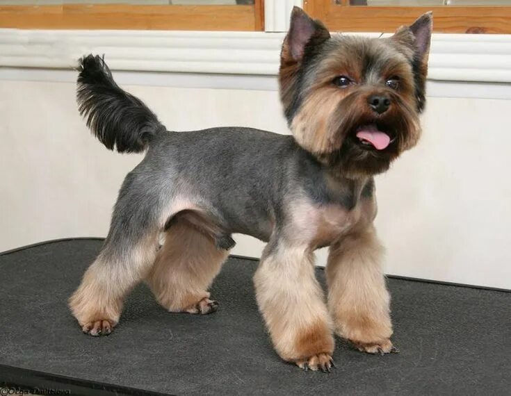 Прически для йорков мальчиков фото 24 Best Yorkie Hairstyles for Males (Yorkshire Terrier Haircuts) - Page 3 - The 