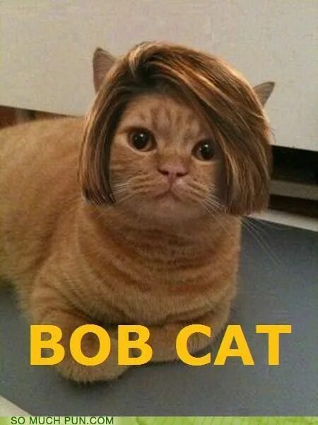 Прически кошки фото BOB CAT - Cheezburger Funny animals, Cats, Funny cats