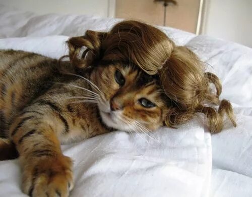 Прически кошки фото 20 Cats In Wigs Funny cats, Bad cats, Cats