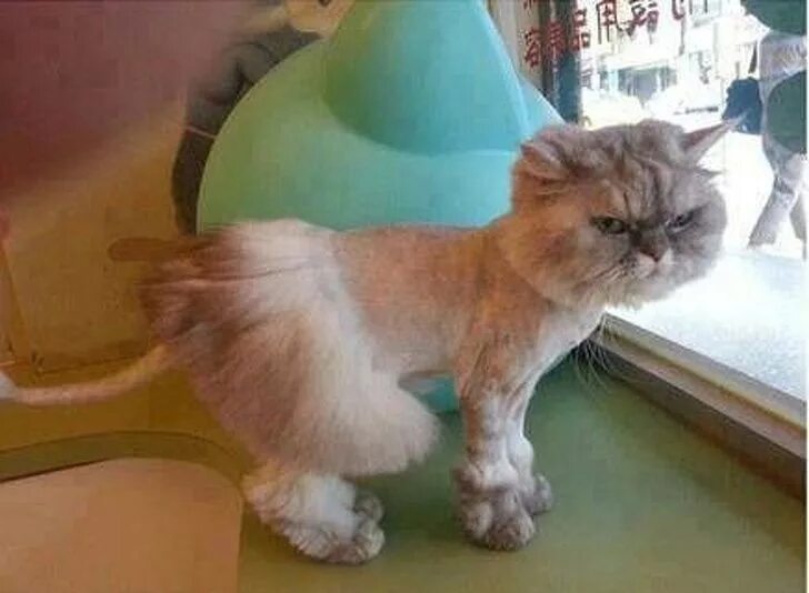 Прически кошки фото 17 Times Pet Haircuts Went So Wrong, It’s Hilarious Animal pictures, Funny anima