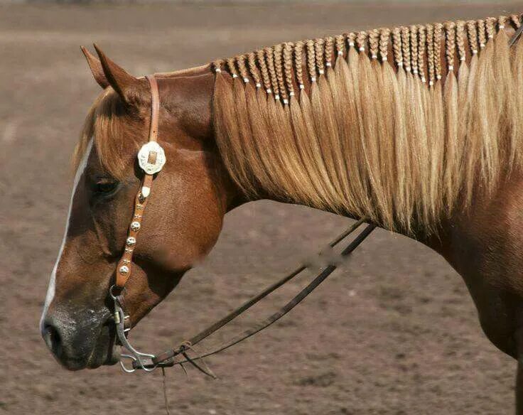 Прически лошадей фото Perfect hair style for my horse Horse braiding, Horse mane, Horses