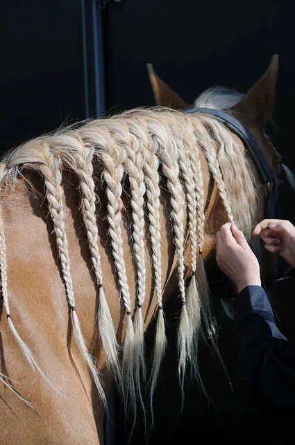 Прически лошадей фото Horse hair can do things that Pinterest tutorials can't even handle. Horse groom