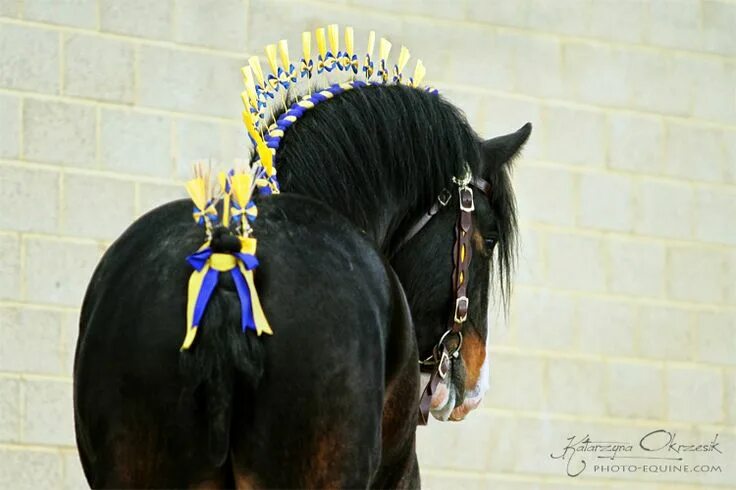 Прически лошадей фото Another image from the National Shire Show in England in 2013 from https://katar