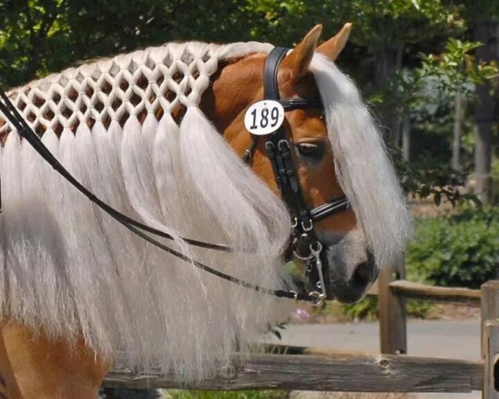 Прически лошадей фото Caballos Horse mane, Horse braiding, Horse hair