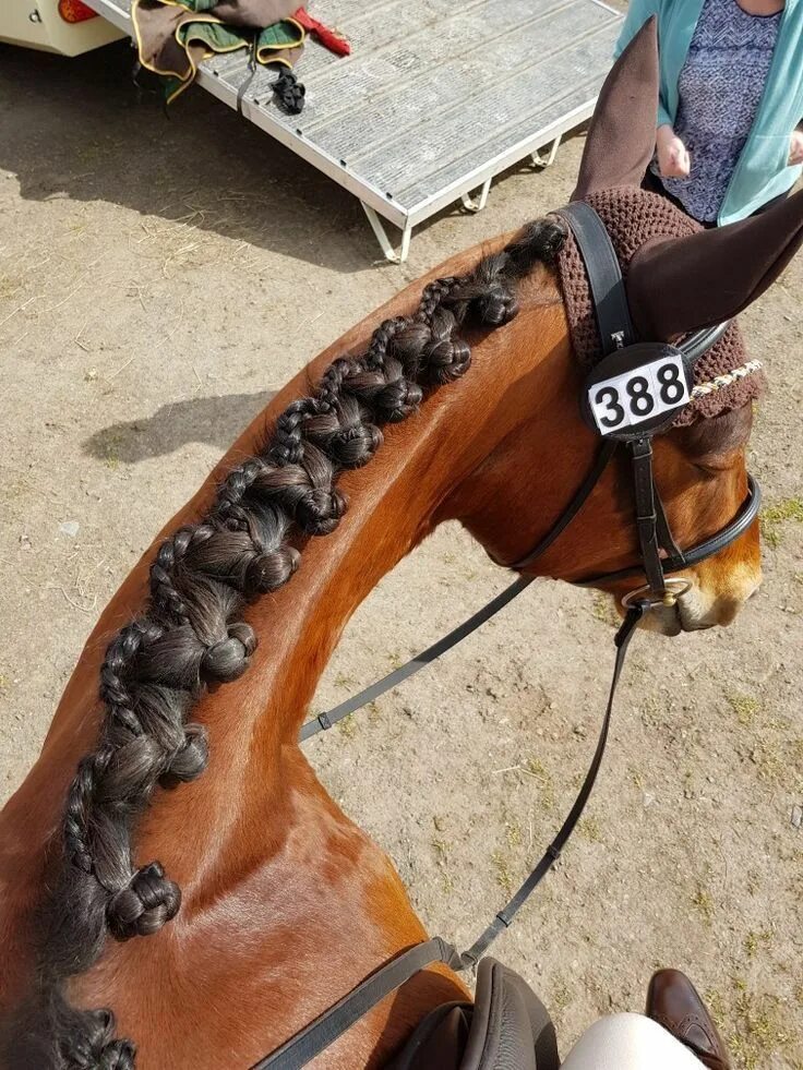 Прически лошадей фото Awesome plaits Trecce per cavalli, Cavalli bellissimi, Foto di cavalli