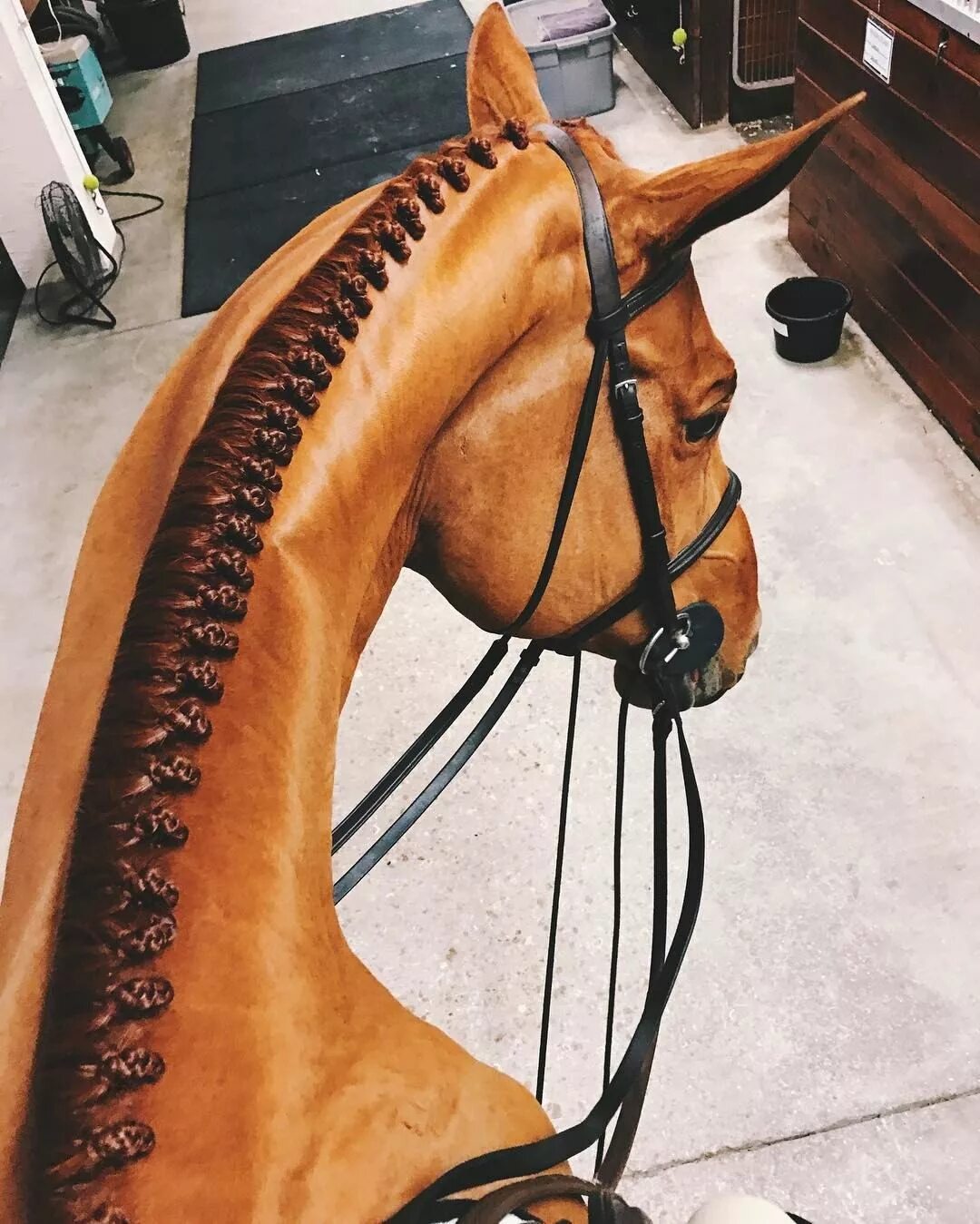 Прически лошадей фото Caroline Ratigan on Instagram: "Braids on braids on braids" Horse braiding, Hors