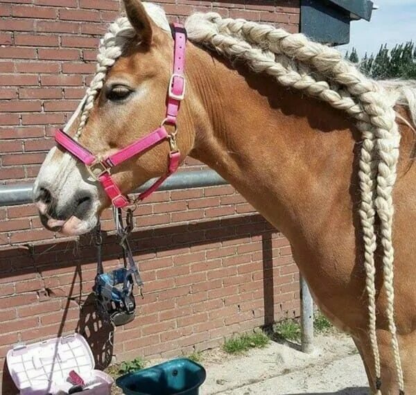 Прически лошадей фото Pin by irmA rahn on Pferde Horse mane braids, Horse hair, Horse braiding