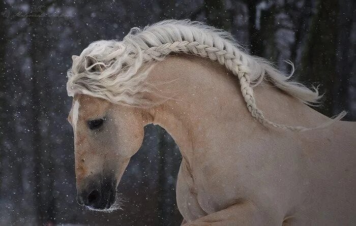 Прически лошадей фото Pin by Juli Lester on Viking Horses, Horse braiding, Horse mane