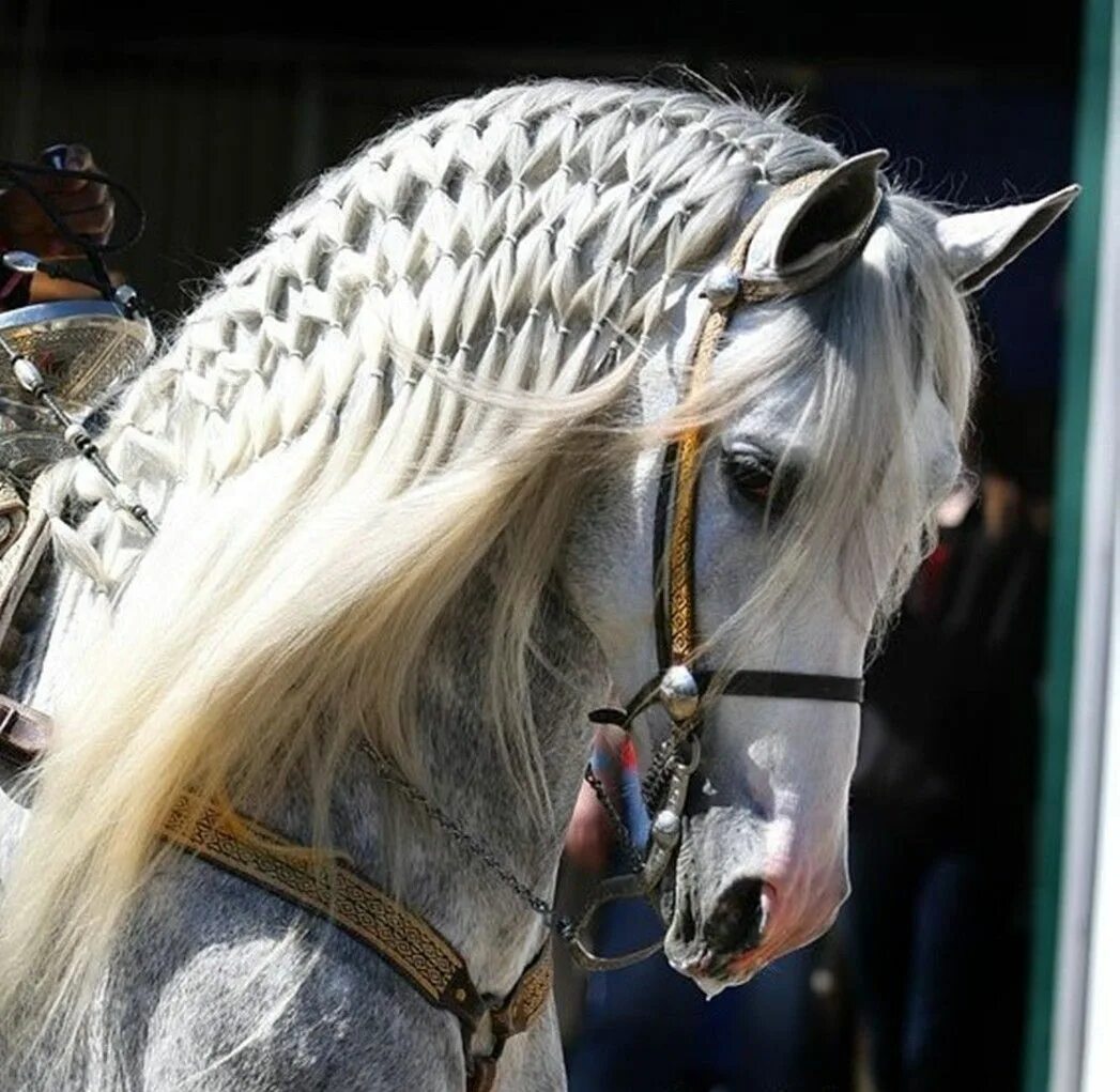 Прически лошадей фото Pin on Equine