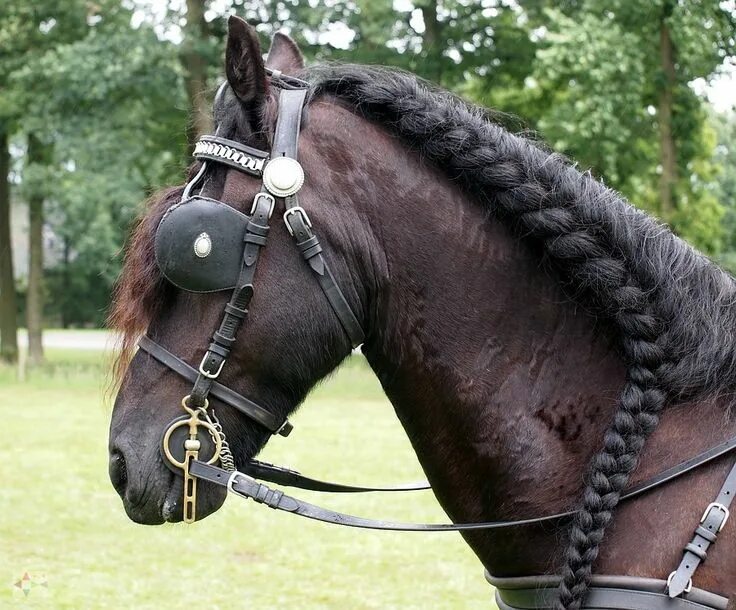 Прически лошадей фото Merrievlecht (hengstenvlecht zit altijd boven op de manenkam) Paarden, Vlechten