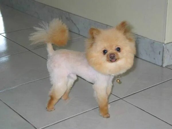 Прически шпица померанского фото 12 of the Best Half-Shaved Catdogs Dog haircuts, Funny dogs, Sick dog