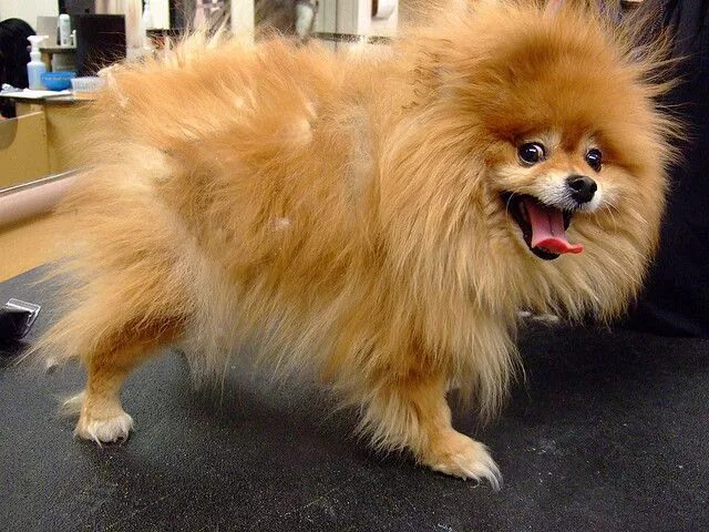 Прически шпица померанского фото Pomeranian Dog Haircuts Styles