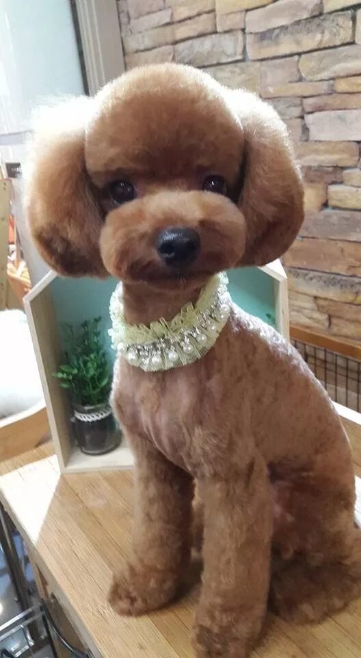 Прически той пуделя фото Pin on poodle Japanese cut