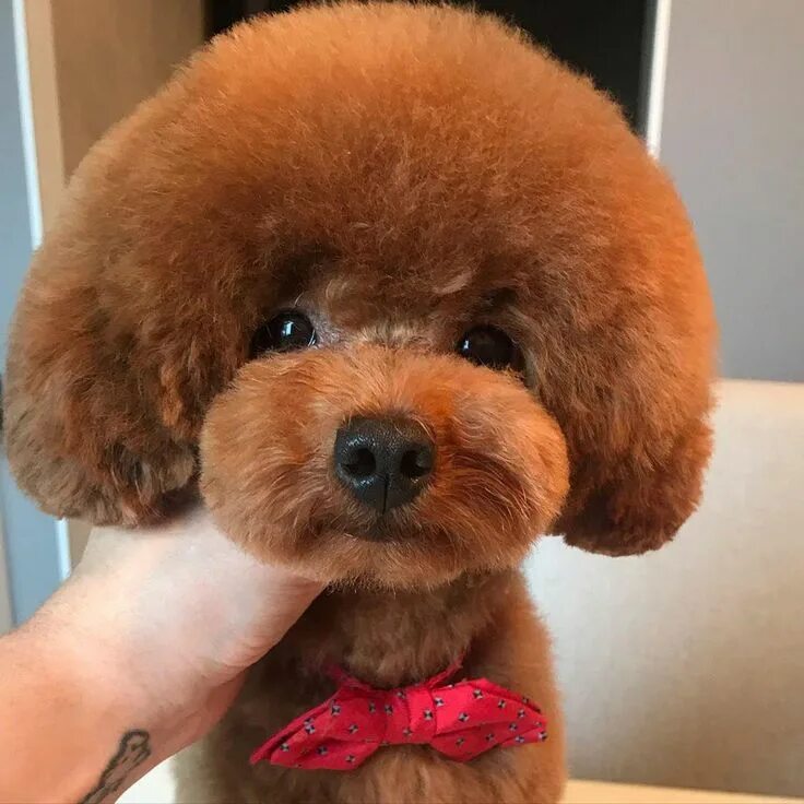 Прически той пуделя фото 15 Funny Haircuts For Poodles That Will Make Your Day Happy Page 2 of 3 PetPress