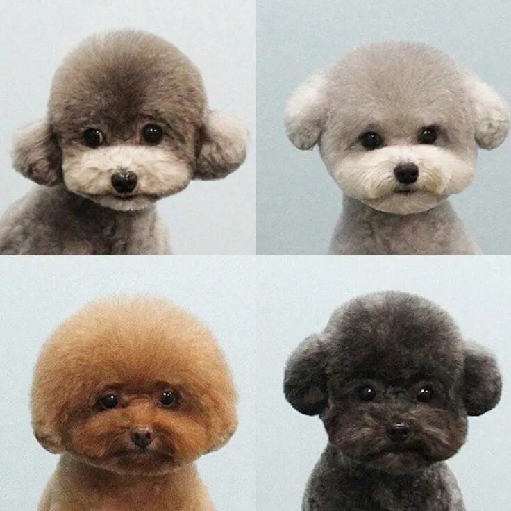 Прически той пуделя фото Poodle Haircuts -Top 35 Amazing Poodle Cut Images Poodle haircut, Toy poodle hai