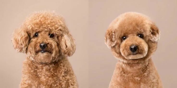 Прически той пуделя фото Photographs from Puppy Styled: Japanese Dog Grooming Before & After by Grace Cho