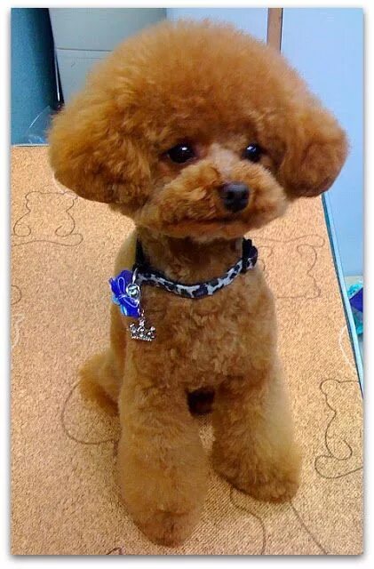 Прически той пуделя фото Pin on dog grooming