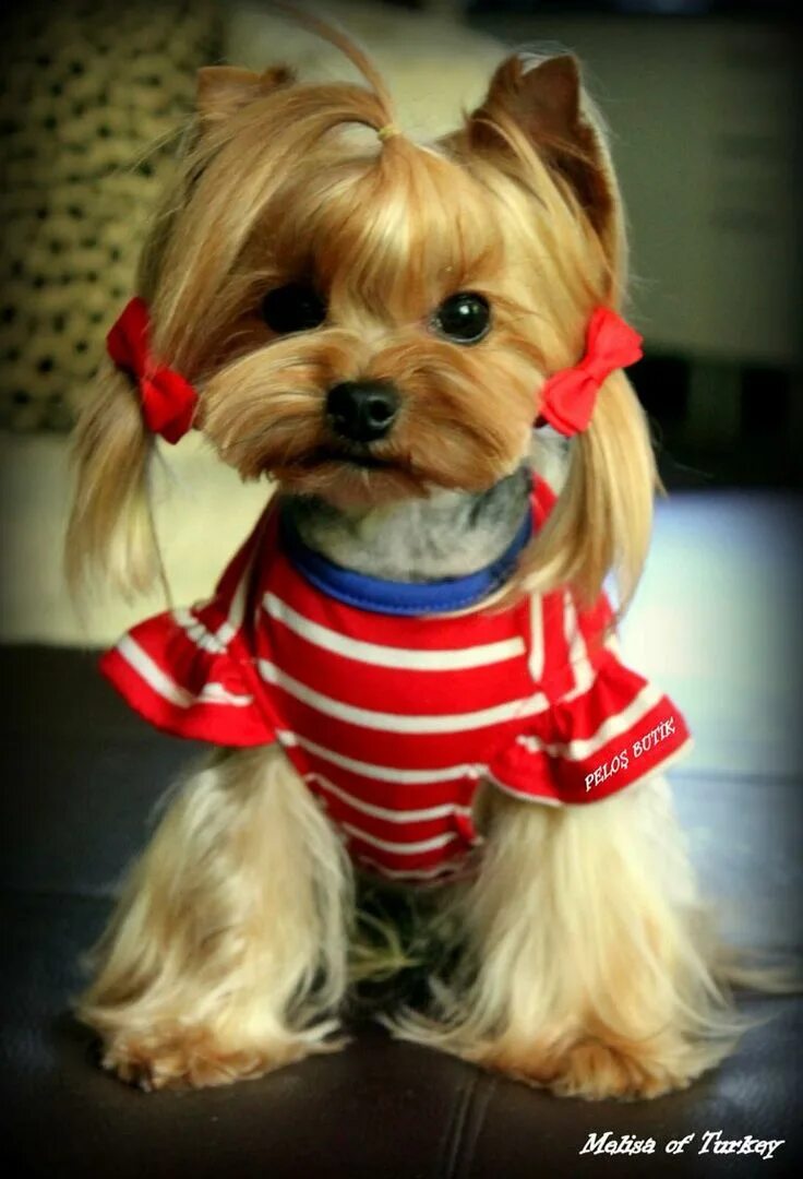 Прически йоркширских терьеров девочек фото Adorable Yorkshire terrier, Beautiful dogs, Yorkie dogs