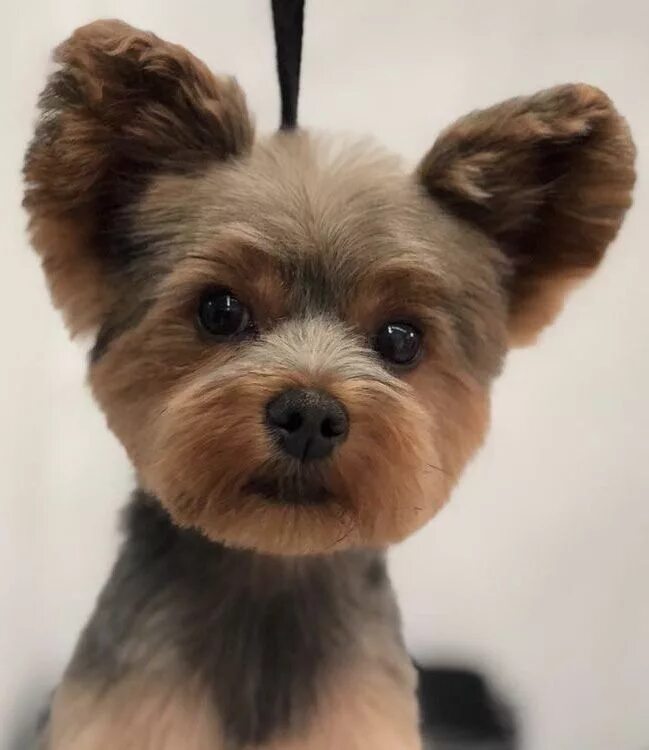 Прически йоркширского терьера фото Pin by Helen on Adorable Dogs Yorkie terrier, Yorkshire terrier, Yorkie dogs