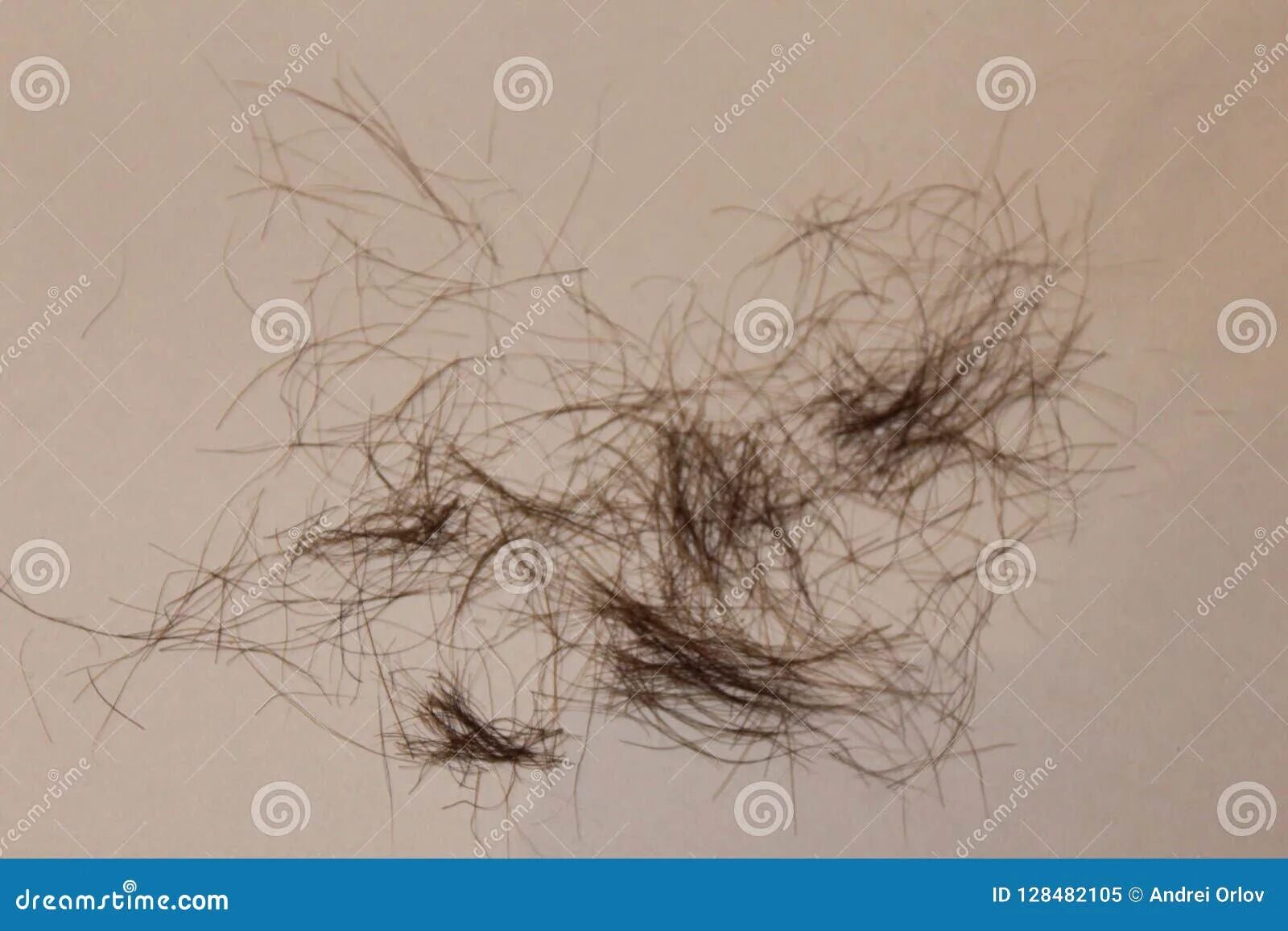 Прически женских лобковых Pubic Hair from the Groin on a White Sheet Stock Image - Image of white, sheet: 