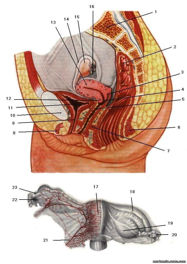 Прически женских органов Женские половые органы ORGANA GENITALIA MULIEBRA - 26 Января 2010 - Анатомичный 