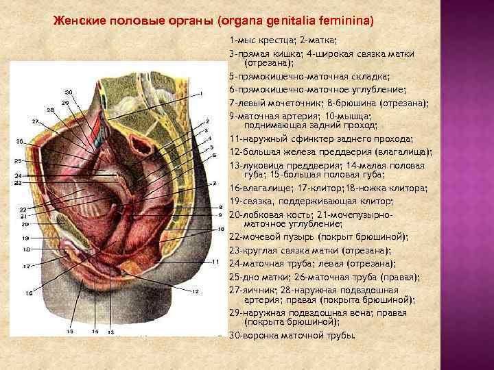 Прически женских органов Покажи строение женского полового органа Shtampik.com