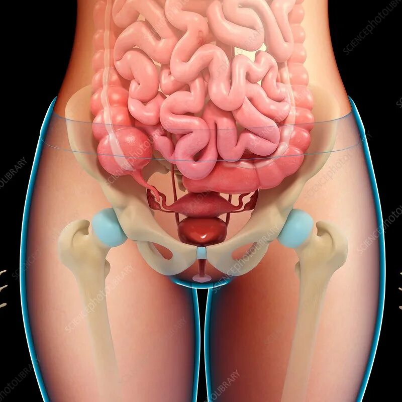 Прически женских органов Female pelvic organs and bones, illustration - Stock Image - F018/0976 - Science