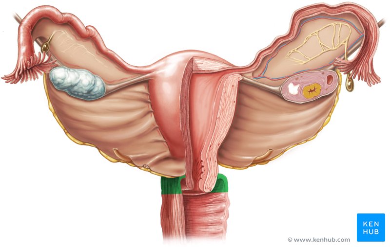 Прически женских органов Vaginal fornix: Anatomy and structure Kenhub