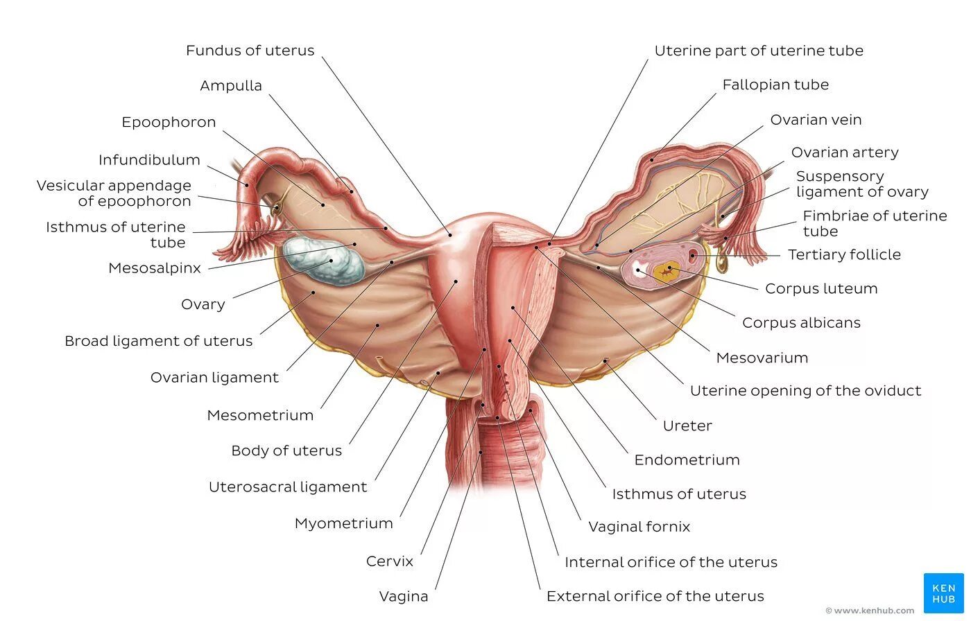 Прически женских органов Uterus, uterine tubes and ovaries Kenhub