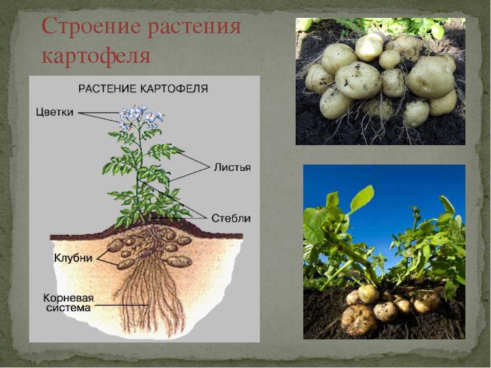 Придаточные корни картофеля фото Картинки КОРНЕВАЯ СИСТЕМА ПЛОДОВ И РАСТЕНИЙ