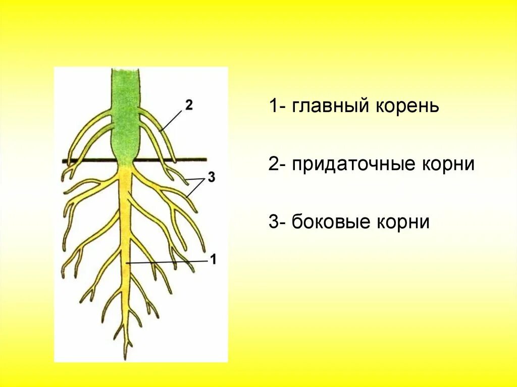 Придаточные корни картофеля фото Корни образующиеся на стеблях и листьях: найдено 82 картинок