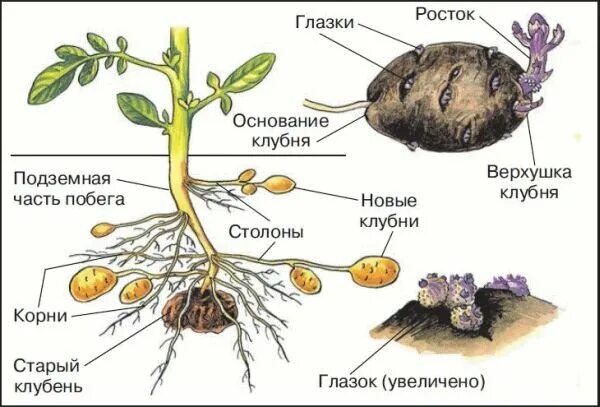 Придаточные корни картофеля фото А вы знали, что петуния и табак - родственники картофеля? В их семью также входи