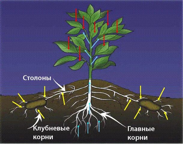 Придаточные корни картофеля фото Картинки СТОЛОН ЛУКОВИЦЫ