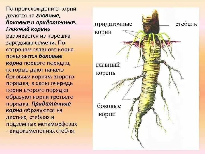 Придаточные корни картофеля фото Главный корень формируется из: найдено 80 изображений