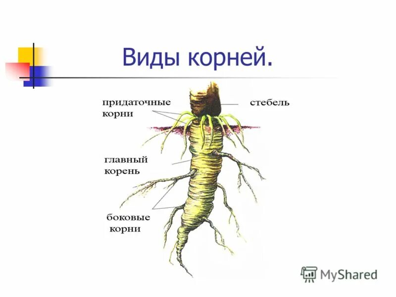 Придаточные корни картофеля фото Особенности внешнего строения корня картофеля: найдено 87 изображений